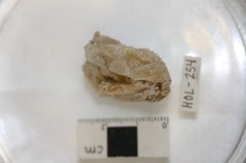 Media type: image;   Invertebrate Zoology HOL-254 Description: Preserved specimen.;
